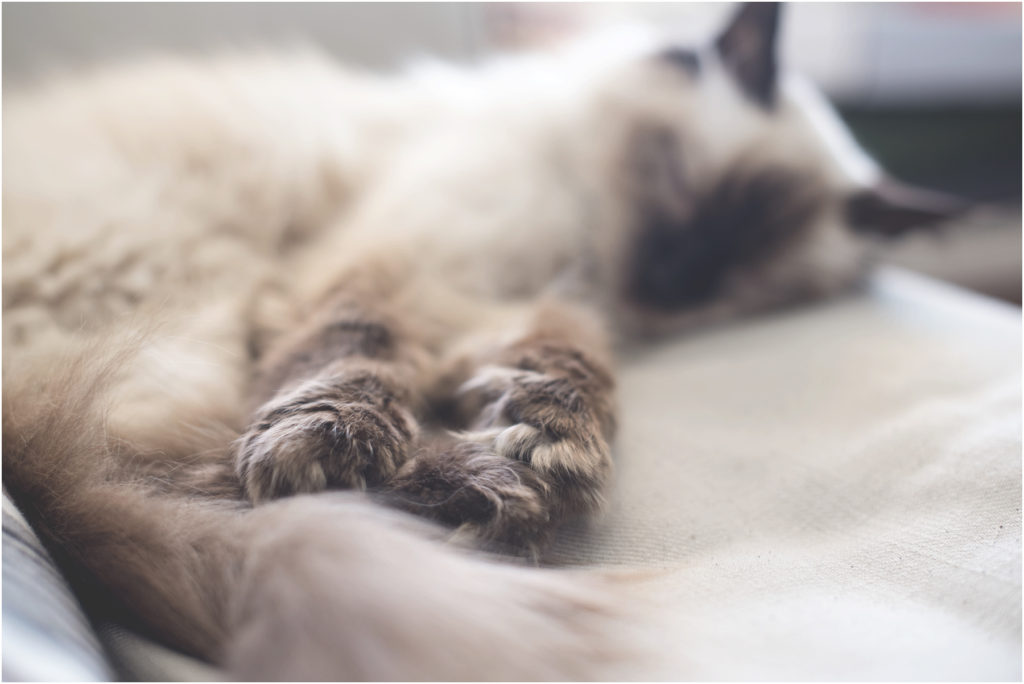 Angie Duncan Photography