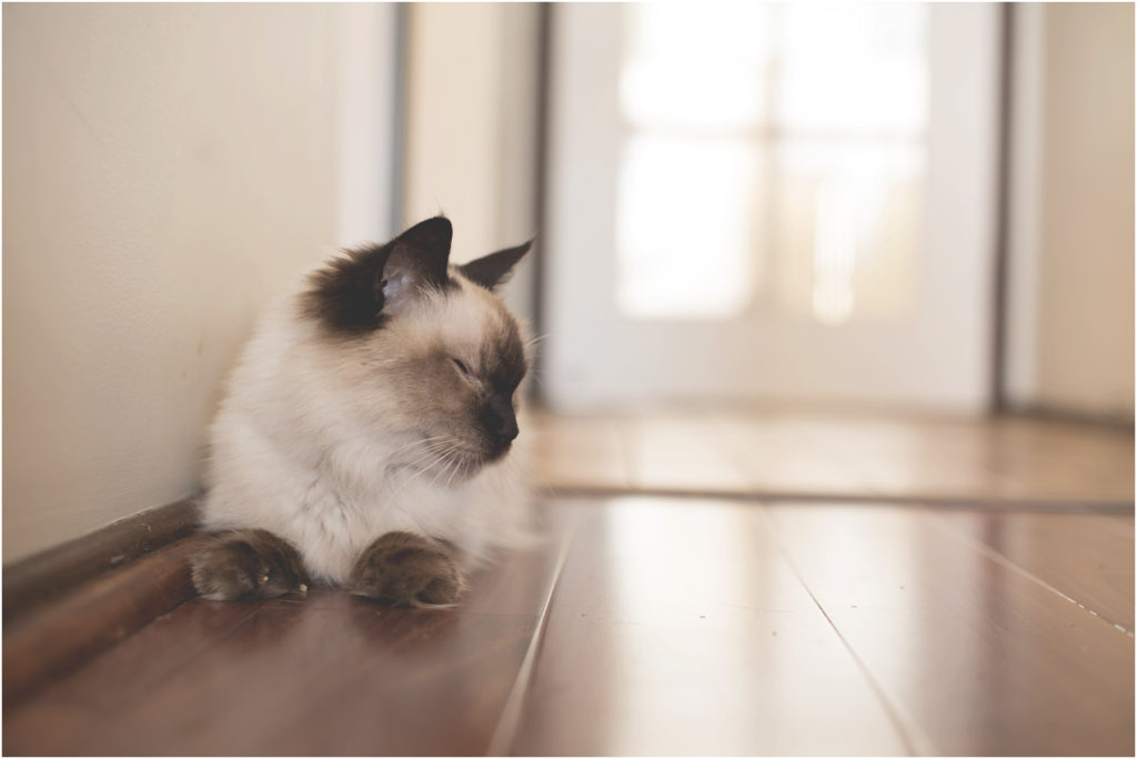 Angie Duncan Photography